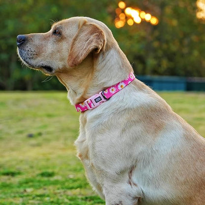 Dog Collar and Leash Set, Cute Pink Daisy Pattern, Polyester Material, 5ft Leash, for Puppy Dogs.(XS, Daisy Set)