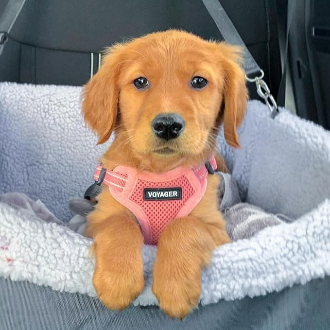 Best Pet Supplies Voyager Adjustable Step-in Flex Breathable Mesh Dog Harness for Small Medium Large Dogs Leash Set (Pink), XL