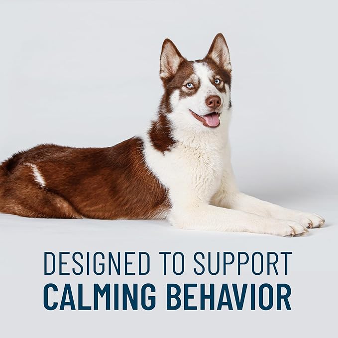 Nutramax Solliquin Calming Support for Dogs, Behavioral Health Supplement with L-Theanine, Magnolia/Phellodendron, and Whey Protein Concentrate, Soft Chews, 75 Count (Pack of 2)