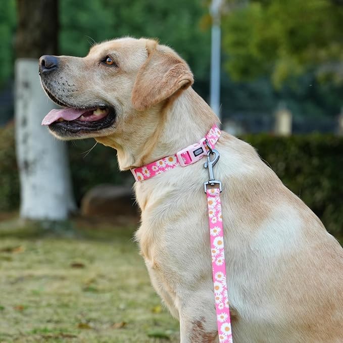 Dog Collar and Leash Set, Cute Pink Daisy Pattern, Polyester Material, 5ft Leash, for Puppy Dogs.(Extra Small, Pink Daisy)