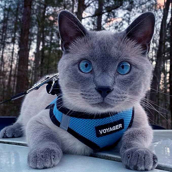 Best Pet Supplies Voyager Step-in Air All Weather Mesh Harness and Reflective Dog 5ft Leash Combo with Neoprene Handle, for Small, Medium and Large Breed Puppies - Set (Baby Blue/Black Trim), X-Large
