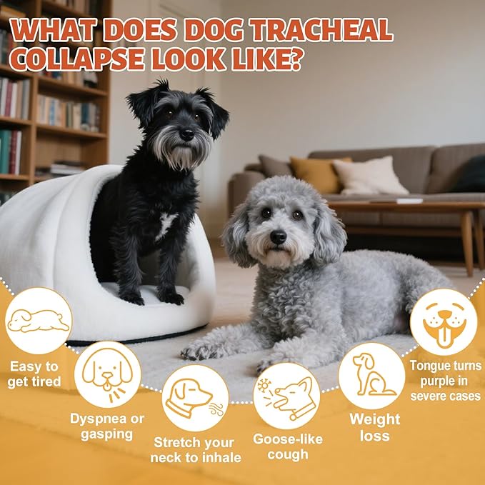 Ourea Collapsed Trachea Treatment for Dogs, Dog Cough Treatment, Trachea Cough Elixir, Natural Herbs Help Dogs Breathe Smoothly and Support Tracheal & Respiratory Health (2 fl oz)
