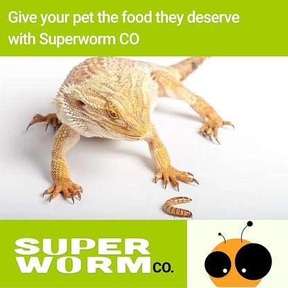 Live Superworms - 250 Large - Live Arrival Guaranteed