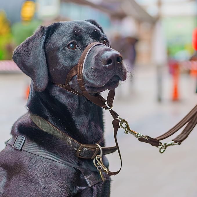 Halti Headcollar - Stop Your Dog Pulling on The Leash. Adjustable, Reflective and Lightweight, with Padded Nose Band. Dog Training Anti-Pull Collar for Medium Dogs (Size 3, Deep Walnut)