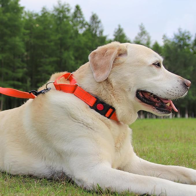 Joytale Martingale Collar for Dogs, Reflective Heavy Duty for Safety, Quick Release Buckle, Adjustable Nylon Collars for Small Dogs Walking Training, Orange,S