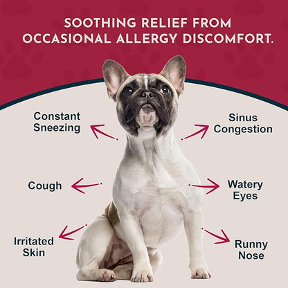 Animal Essentials Seasonal Allergy Treatment for Dogs - Liquid Herbal Support for Dogs & Cats, Wellness Supplement for Sensitive Skin & Seasonal Comfort, Licorice Tincture, 100% Organic - 1 fl oz