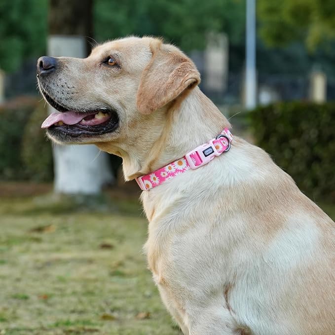 Dog Collar and Leash Set, Cute Pink Daisy Pattern, Polyester Material, 5ft Leash, for Large Dogs.(Large, Pink Daisy)