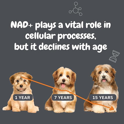 Zesty Paws NAD+ Precursor Supplement for Dogs - Niagen for Healthy Aging & Skeletal Muscle Support & Recovery - Brain, Heart, & Cellular Energy Support - Nicotinamide Riboside Chloride – 30 Sachets