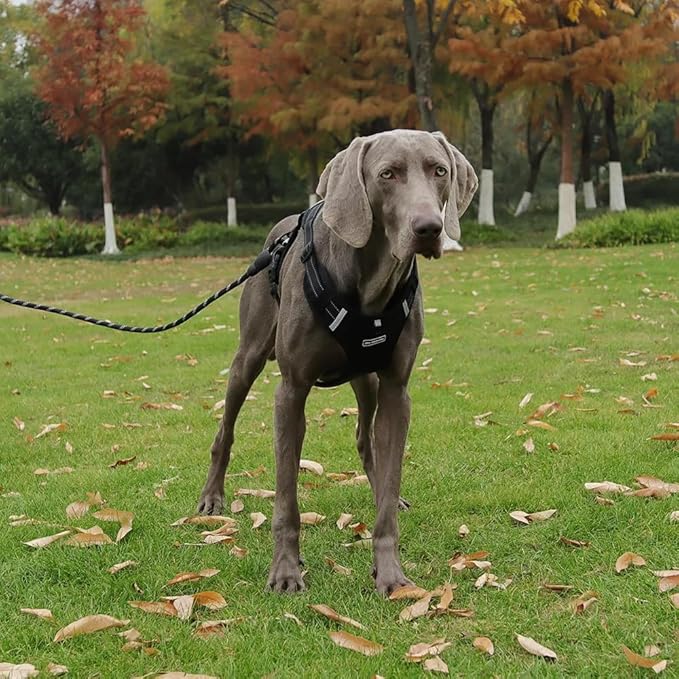 Dog Harness No Pull Adjustable Reflective,for Medium and Large Small Dog with Leash 59.06in (Black, XS)