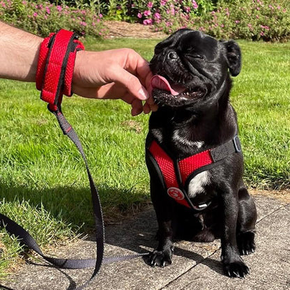 Gooby Soft Mesh Wrist Band Surfer Leash - Blue, 6 FT - Comfortable Hands Free Leash with Elastic Band for Small, Medium and Large Dogs