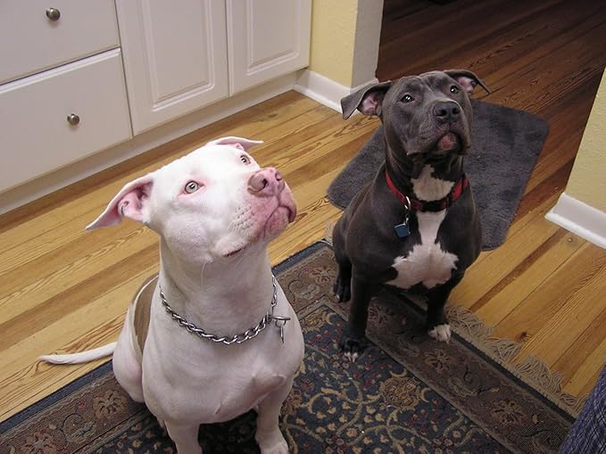 Silver Choke Collar for Large Dogs, Metal Slip Chain Collars Heavy Duty Training Martingale Collars for Small Medium Large Breed Pets, L