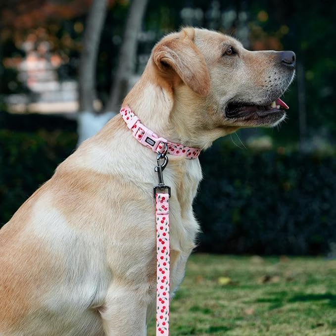 Dog Collar and Leash Set, Cherry Pattern, Polyester Material, 5ft Leash, for Puppy Dogs.(Extra Small,Pink Cherry)