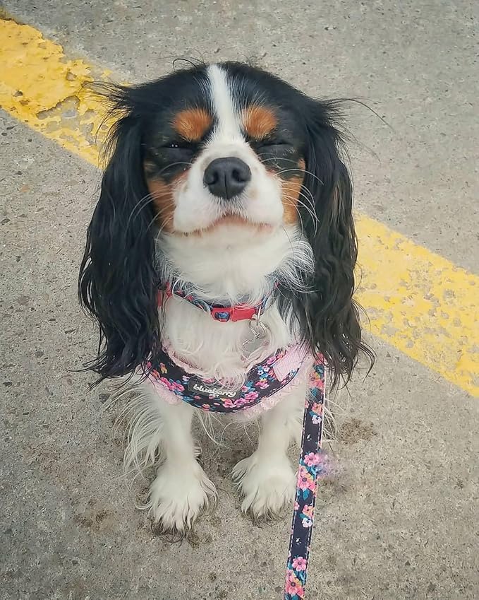 Blueberry Pet Made Well Elegant Floral Print Adjustable Dog Collar in Sleek Black with Pink Artificial Silk Flower, Large, Neck 18"-26"