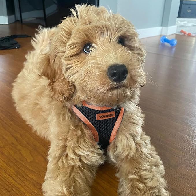 Best Pet Supplies Voyager Step-in Air All Weather Mesh Harness and Reflective Dog 5ft Leash Combo with Neoprene Handle, for Small, Medium and Large Breed Puppies - Set (Black/Orange Trim), X-Large