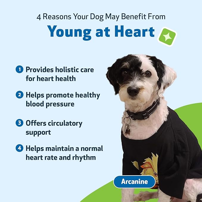 Pet Wellbeing Young at Heart for Dogs - Senior Heart Health Support, Cardiovascular Wellness with Hawthorn & Motherwort - NASC Certified & Vet-Formulated - 2 oz Liquid Formula