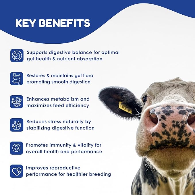 Ruminant Probiotic Paste 80CC for Cattle, Goats & Livestock – Prebiotic + Probiotic 6 Strains 8B CFU, Vitamin E & Minerals – Digestive, Rumen & Immune Support, Calving