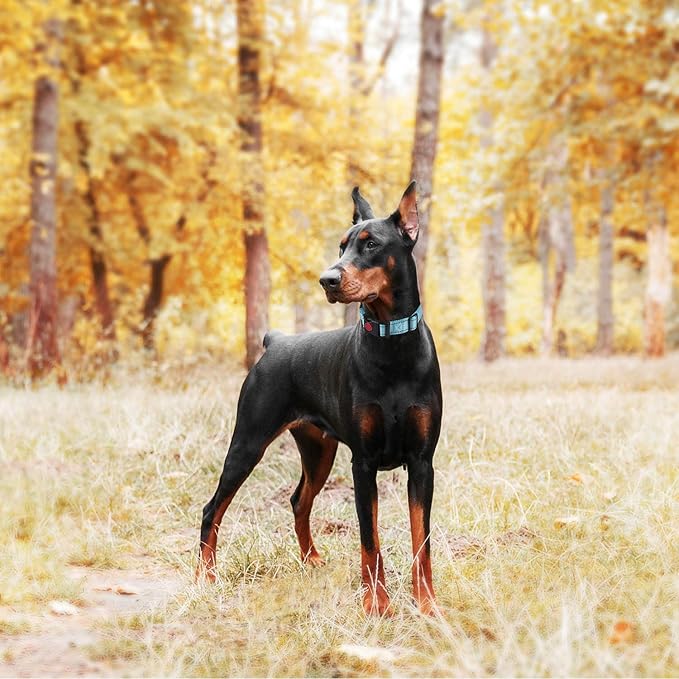 haapaw 2 Packs Martingale Dog Collar with Quick Release Buckle Reflective Dog Training Collars for Small Medium Large Dogs (Medium, Turquoise/Turquoise)