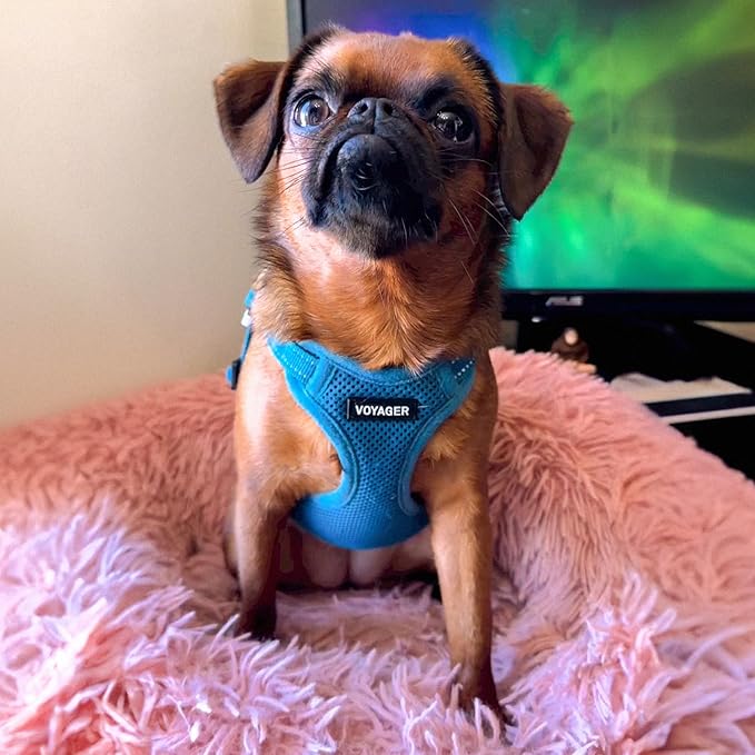 Best Pet Supplies Voyager Adjustable Step-in Flex Breathable Mesh Dog Harness for Small Medium Large Dogs Leash Set (Turquoise), L