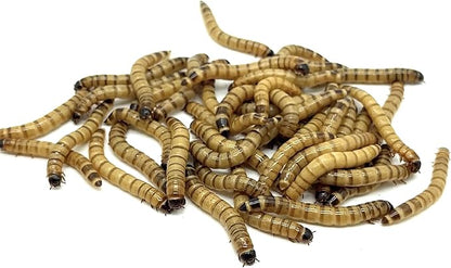 Live Superworms - 1000 Large - Live Arrival Guaranteed