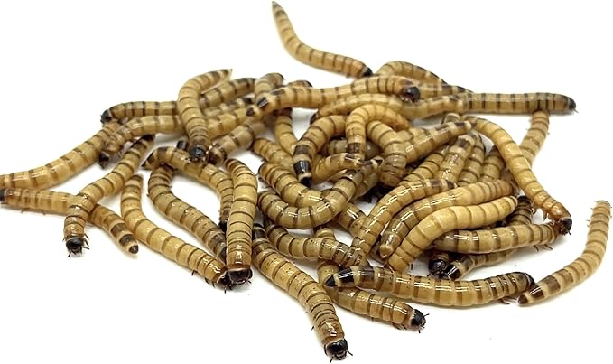 Live Superworms - 100 Large - Live Arrival Guaranteed (Hold for Pickup)
