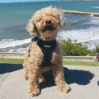 Best Pet Supplies Voyager Step-in Air Harness - All Weather Mesh, Reflective, No Pull Harness for Dogs, Cats - Secure with Hook & Loop Fastener, Buckle, Double D-Rings - Black, XS
