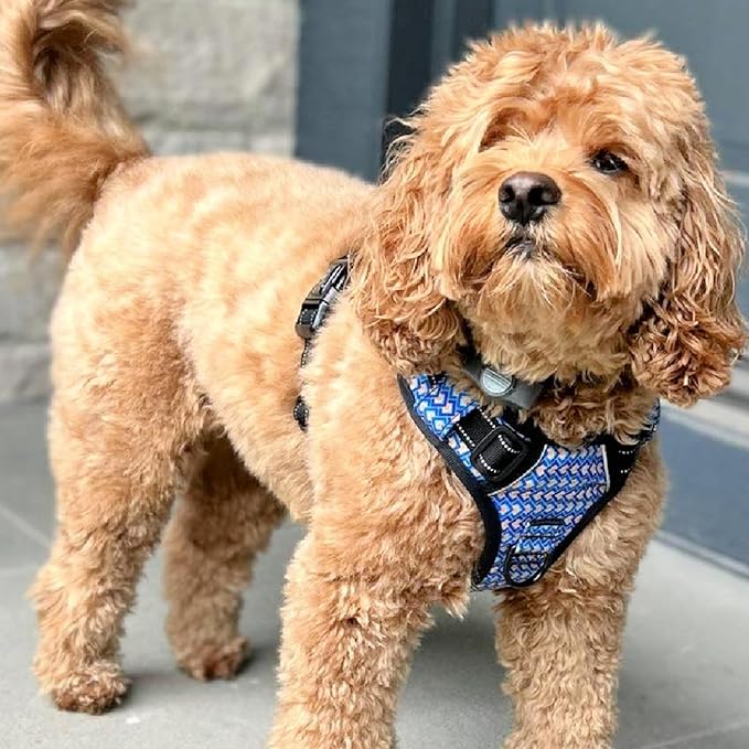 Lucky Love Dog No Pull Dog Harness, Adjustable and Easy to Walk, Cute Patterned Harness for Small Male & Female Dogs - Murphy, XS