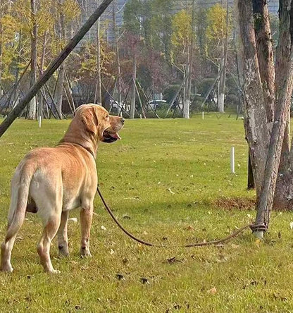 50FT Dog Tie Out Leash, Long Tether 15ft 20ft 30ft 65ft Nylon Rope Check Cord for Medium Large Dogs Outdoor Training Camping Backyard (Orange, 3/8")