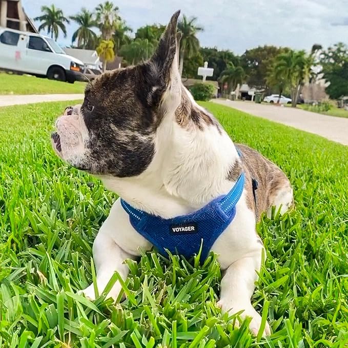 Best Pet Supplies Voyager Adjustable Step-in Flex Breathable Mesh Dog Harness for Small Medium Large Dogs Leash Set (Royal Blue), S