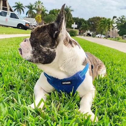Best Pet Supplies Voyager Adjustable Step-in Flex Breathable Mesh Dog Harness for Small Medium Large Dogs Leash Set (Royal Blue), M
