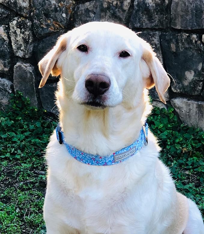 Lucky Love Dog Dog Collar, Leash Set Large, Premium, Cute and Adjustable Collars for Male and Female Dogs, Winterblue Combo, Large