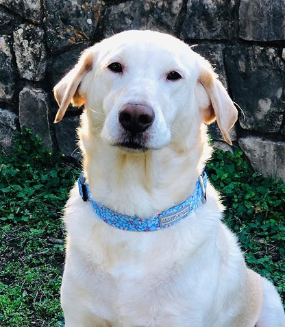 Lucky Love Dog Dog Collar, Leash Set Small, Premium, Cute and Adjustable Collars for Male and Female Dogs, Winterblue Combo, Small