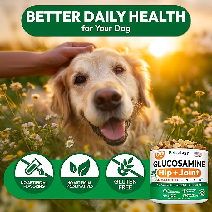 (2 Pack) Glucosamine for Dogs - 340 Mobility Chews - Advanced Hip and Joint Supplement for Dogs - Glucosamine Chondroitin - MSM - Joint Pain Relief - Made in USA