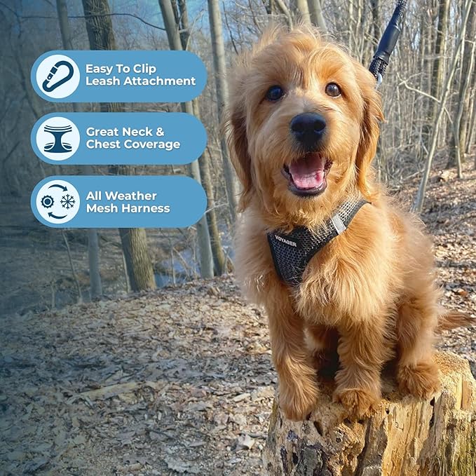 Best Pet Supplies Voyager Step-in Air Harness - All Weather Mesh, Reflective, No Pull Harness for Dogs, Cats - Secure with Hook & Loop Fastener, Buckle, Double D-Rings - Gray 2-Tone, XS