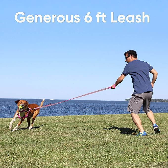 Pawtitas Orange Dog Leash 6 ft Custom ID Lead for Dogs & Puppies Reflective Comfortable Padded Handle Embroidered Name & Phone Number