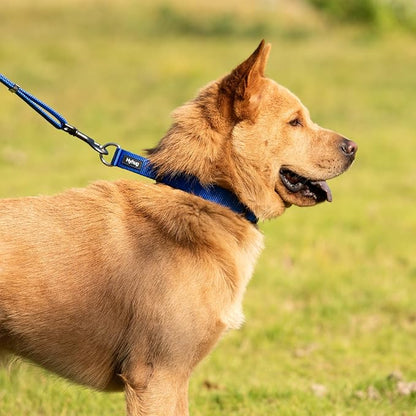Hyhug Martingale Collar for Dogs Small Blue |Escape - Proof Heavy Duty Nylon Durable No Buckle, Ideal for Training & Daily Walks