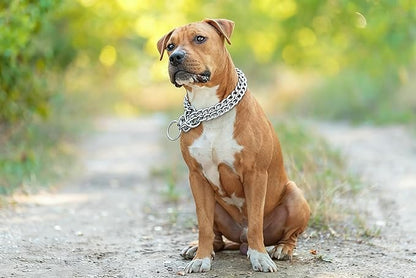 Silver Dog Choke Chain, Double Row Martingale Chain Dog Collars, Chew Proof Metal Cuban Link Slip Collar Adjustable for Small Medium Large Breed Dogs (2 Row, S)