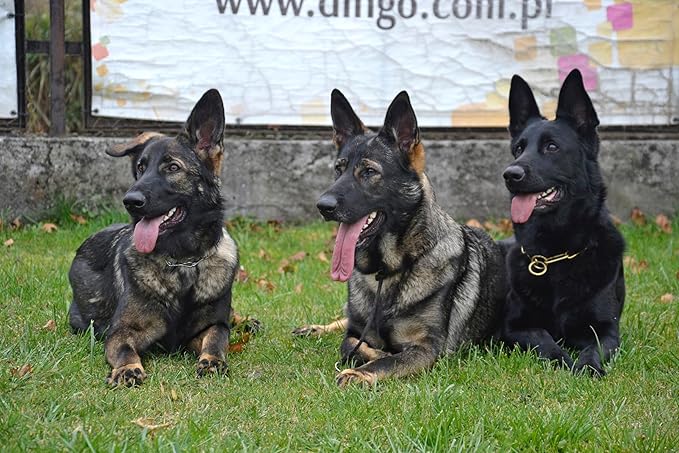 Dingo Gear Choke Collar for Dog Training Handmade of Cord with A Limiter, Waterproof Black S04059, (XXL)