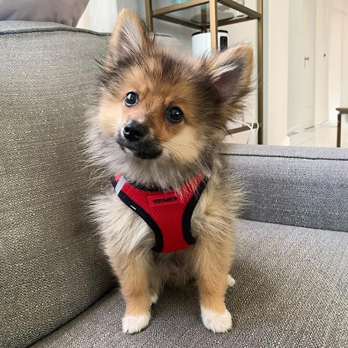 Best Pet Supplies Voyager Step-in Air Harness - All Weather Mesh, Reflective, No Pull Harness for Dogs, Cats - Secure with Hook & Loop Fastener, Buckle, Double D-Rings - Red/Black Trim, XL