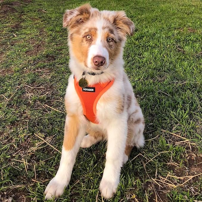 Best Pet Supplies Voyager Step-in Air All Weather Mesh Harness and Reflective Dog 5ft Leash Combo with Neoprene Handle, for Small, Medium and Large Breed Puppies - Set (Orange), X-Small