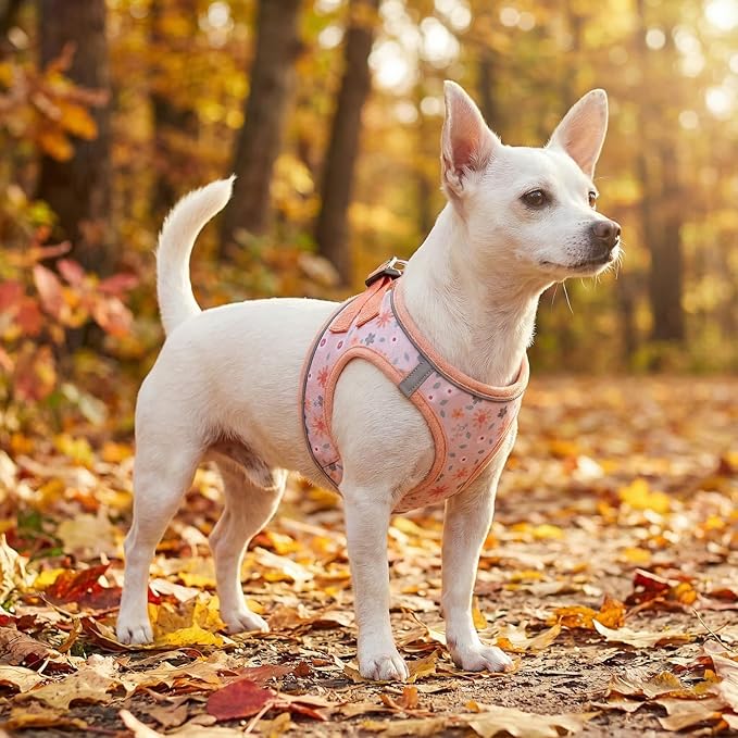 Mihqy Step in Dog Harness and Leash Set, Reflective Adjustable No Pull Dog Harness for Extra-Small/Small Dogs Puppy and Cats, Soft Padded Mesh Vest Harnesses for Girl and Boy Pets(Orange Floral,XS)