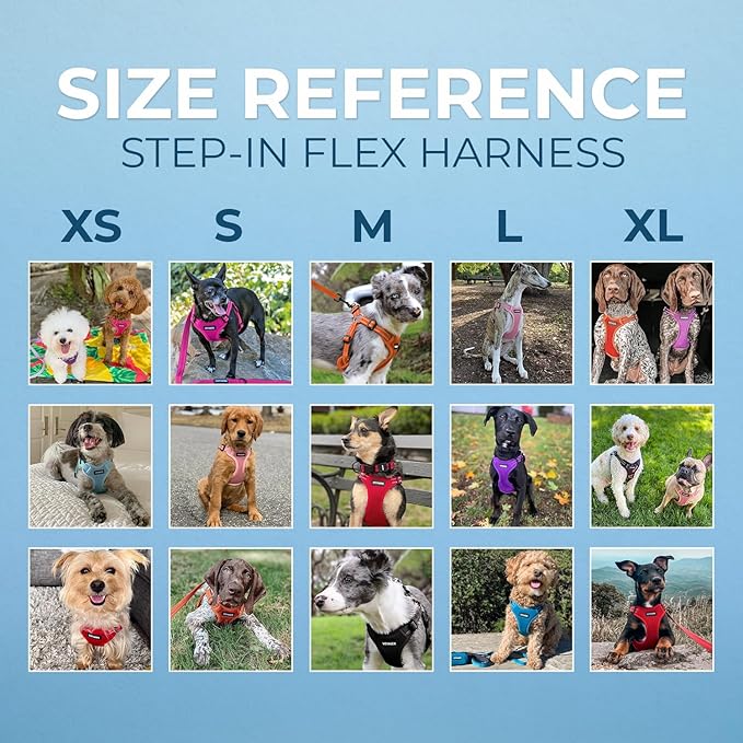 Best Pet Supplies Voyager Adjustable Step-in Flex Breathable Mesh Dog Harness for Small Medium Large Dogs Leash Set (Fuchsia), M
