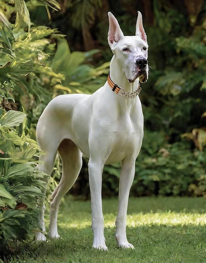 Martingale Dog Collars, Reflective Nylon Collar with Stainless Steel Chain, Adjustable Walking Training Dog Collars with Quick Release Buckle, Suitable for Small Medium Large Dogs(Orange,M)