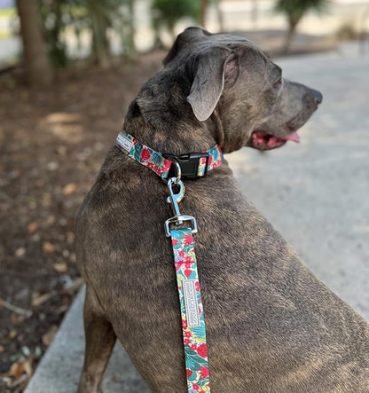 Lucky Love Dog - Adjustable Dog Collar with Easy Click Buckle for Medium, Durable, & Comfortable for Male & Female Dogs, Pet Collar for Puppies & Adult Dogs - Ginny, Medium