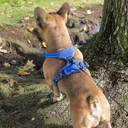 Voyager Dog Harness Dual Leash Attachment No-Pull Control Adjustable Soft but Strong Pet Harness for Medium and Large Dogs with 3M Reflective Technology, Royal Blue Lattice Nylon, M (Chest: 20-25")