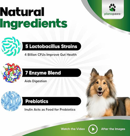 Probiotics for Dogs – Digestive Health Chews with Prebiotics & Enzymes | Dog Probiotic Supplement for Gut, Diarrhea Relief, Gas & Allergy Support – Chicken Flavor Soft Chews