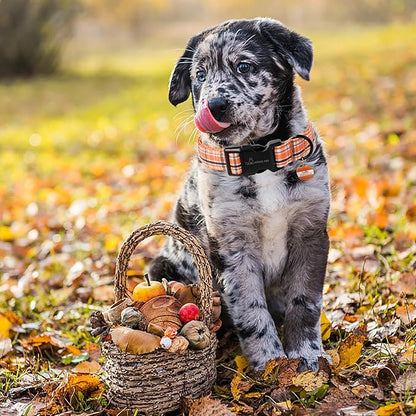 ARING PET Puppy Fall Dog Collar, Autumn Orange Black White Plaid Pet Collars for Small Medium Large Girl Boy Dogs Halloween-M Size