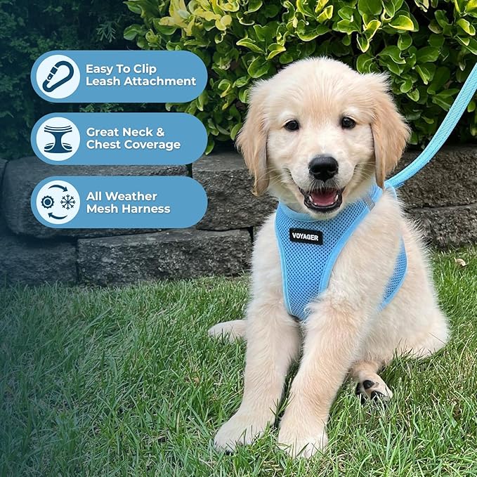 Best Pet Supplies Voyager Step-in Air All Weather Mesh Harness and Reflective Dog 5ft Leash Combo with Neoprene Handle, for Small, Medium and Large Breed Puppies - Set (Baby Blue), Medium