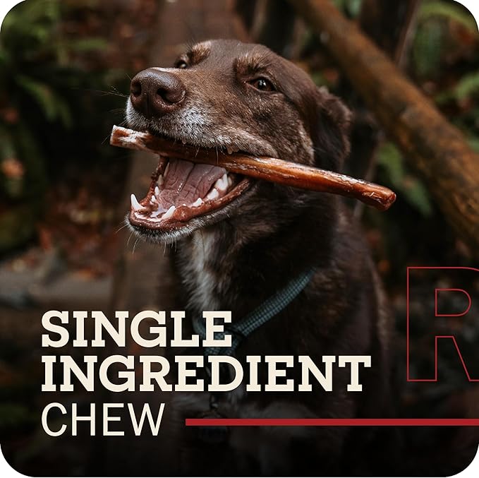 Redbarn Pet Products All-Natural 12" Large Bully Sticks for Dogs - Premium Grain-Free & Rawhide-Free Single Ingredient Long Lasting Low Odor Dental Treat for Chewers - 2 Count
