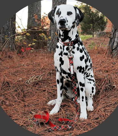 Lucky Love Dog - Adjustable Dog Collar with Easy Click Buckle for Large Ones, Durable, & Comfortable for Male & Female Dogs, Pet Collar for Puppies & Adult Dogs - Heywood, X-Large