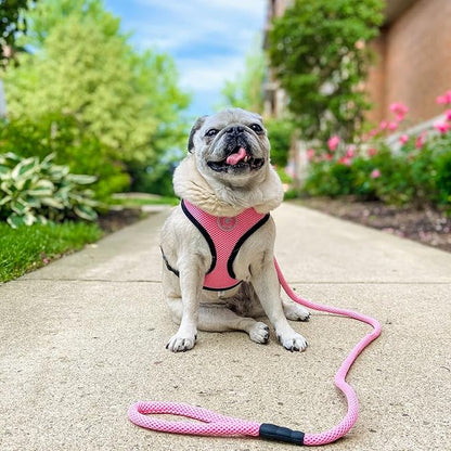 Gooby Mesh Leash - Pink, 4 FT - Breathable Mesh 4 Foot Leash for Small Dogs with Bolt Snap Clasp - On The Go Dog Leashes for Small, Medium, and Large Dogs